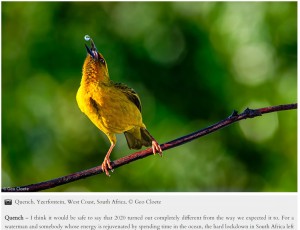 鳥が滴る水を飲むという絶妙なタイミング（画像は『Africa Geographic　2021年6月25日付「PHOTOGRAPHER OF THE YEAR 2021 WINNERS」（（C）Geo Cloete）』のスクリーンショット）