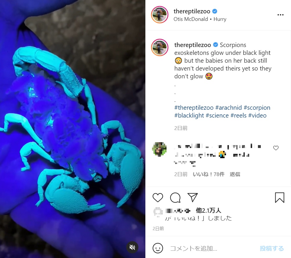 通常は胴体もブラックライトに反応して光るはずだが…（画像は『The Reptile Zoo　2021年6月2日付Instagram「Scorpions exoskeletons glow under black light」』のスクリーンショット）