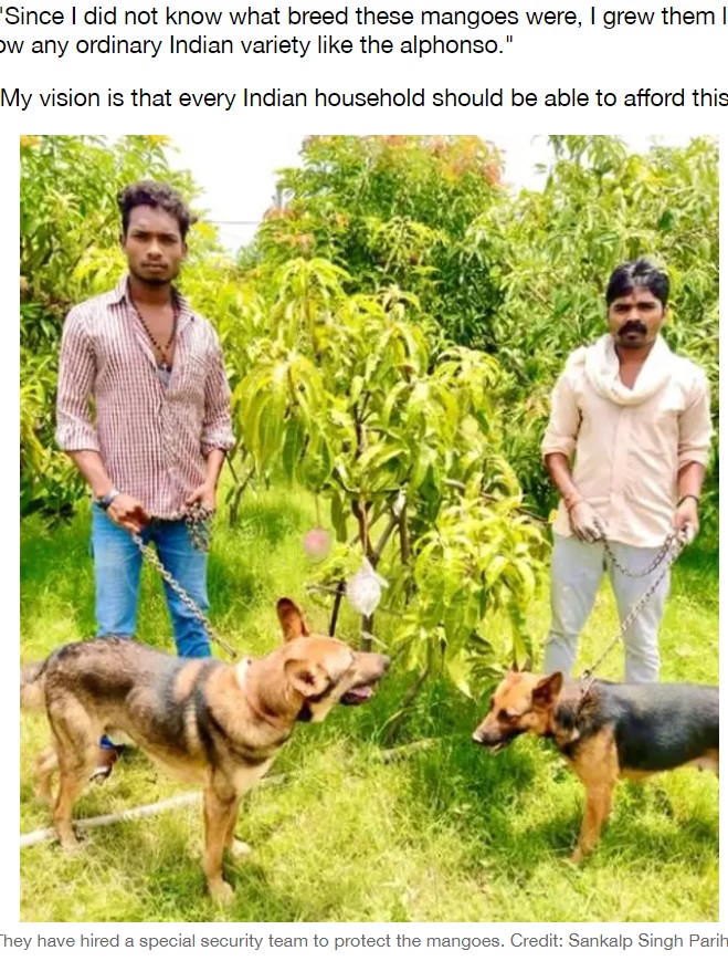 9匹の番犬で守られている高級マンゴーの木（画像は『LADbible　2021年6月20日付「Farmers Accidentally Grow The ‘World’s Most Expensive Mango’」（Credit: Sankalp Singh Parihar）』のスクリーンショット）
