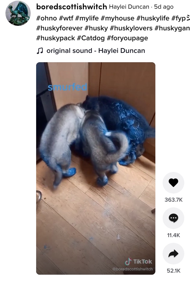 家中を青色にした子犬たち（画像は『Haylei Duncan　2021年7月15日付TikTok「＃ohno ＃wtf ＃mylife ＃myhouse ＃huskylife」』のスクリーンショット）