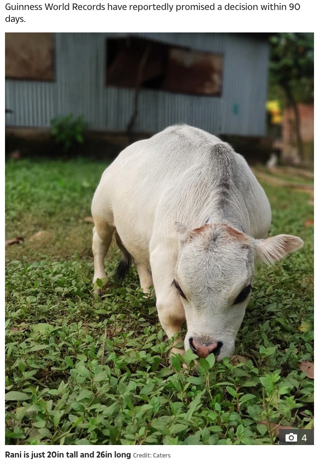 獣医は近親交配が原因と指摘（画像は『The Sun　2021年7月9日付「LOWLY COW Tiny cow is believed to be the shortest in the world at just 20in tall」（Credit: Caters）』のスクリーンショット）