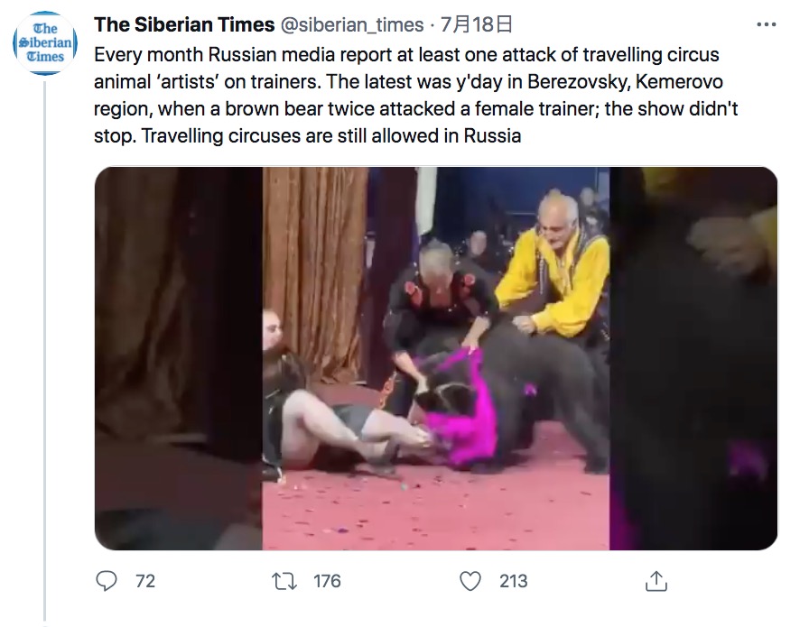 女性調教師に突然襲いかかったクマ（画像は『The Siberian Times　2021年7月18日付Twitter「Every month Russian media report at least one attack of travelling circus animal ‘artists’ on trainers.」』のスクリーンショット）