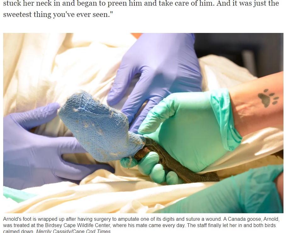 重傷だったアーノルド（画像は『Cape Cod Times　2021年7月16日付「Honking good love story: Goose watches over injured mate at Birdsey Cape Wildlife Center」（Merrily Cassidy/Cape Cod Times）』のスクリーンショット）