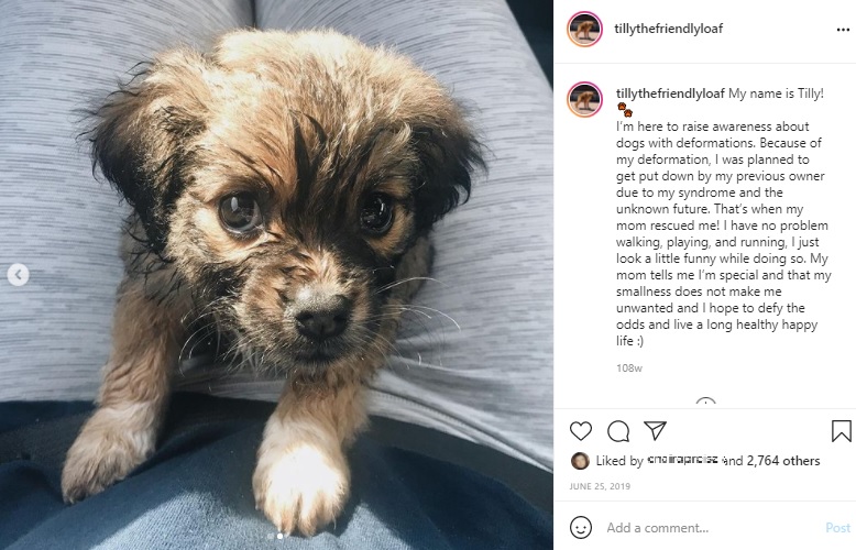 安楽死される寸前だった子犬（画像は『Tilly　2019年6月25日付Instagram「My name is Tilly!」』のスクリーンショット）