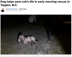 予期せず真夜中に出産した馬（画像は『Global News　2021年7月10日付「Dog helps save colt’s life in early morning rescue in Tappen, B.C.」』のスクリーンショット）