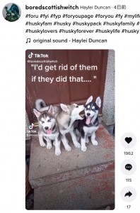 家中を青色にした3匹の“犯人”（画像は『Haylei Duncan　2021年7月16日付TikTok「＃foru ＃fyi ＃fyp ＃foryoupage ＃foryou」』のスクリーンショット）