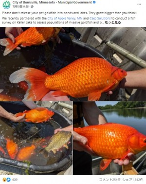 【海外発！Breaking News】湖に捨てられた金魚が巨大化　個体数が爆発的に増え制御不能に至るケースも（米）