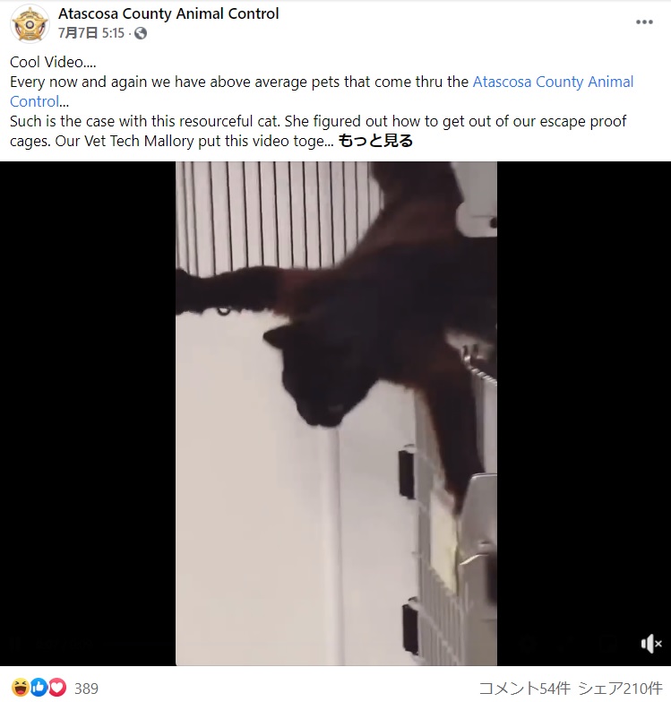 数秒で鍵を開けると華麗にジャンプして脱出（画像は『Atascosa County Animal Control　2021年7月7日付Facebook「Cool Video....」』のスクリーンショット）