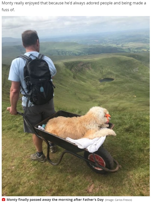 手押し車に乗り雄大な景色を楽しんだ犬（画像は『WalesOnline　2021年7月7日付「Man pushed his dying dog up Pen y Fan in a wheelbarrow for ‘one last adventure together’」（Image: Carlos Fresco）』のスクリーンショット）