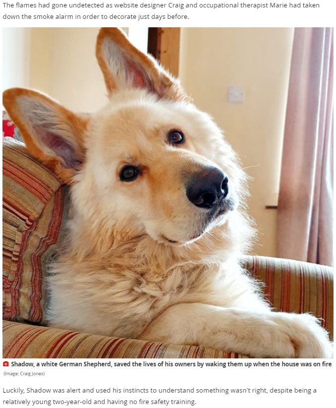 飼い主を火事から救った2歳の犬（画像は『Mirror　2021年7月4日付「Hero dog Shadow saved his owners’ lives after their house caught fire while they slept」（Image: Craig Jones）』のスクリーンショット）