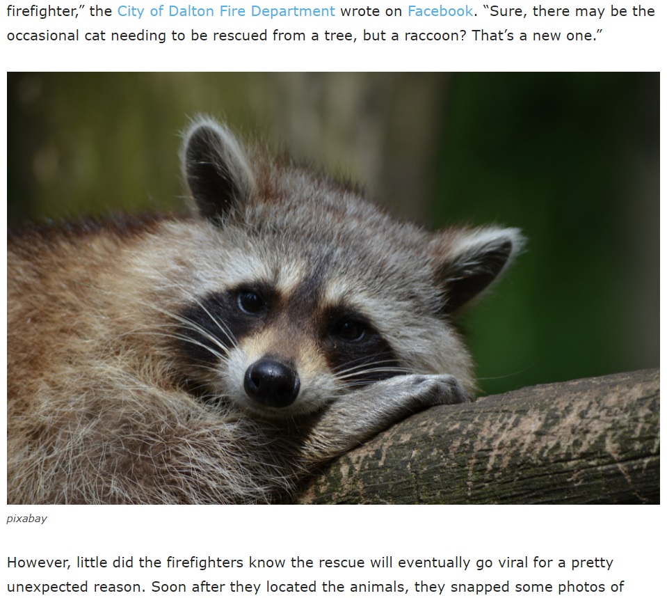 米ジョージア州ではゴミ箱を荒らすアライグマが問題に（画像は『Nature Creatures　2021年7月21日付「Adorable Photo of “Embarrassed” raccoon rescued by firefighters goes viral」（pixabay）』のスクリーンショット）