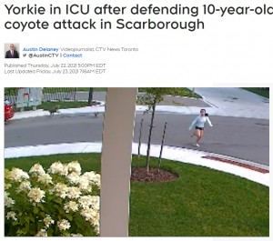 防犯カメラはコヨーテに襲撃される恐怖の瞬間を捉えていた（画像は『CTV News　2021年7月23日付「Yorkie in ICU after defending 10-year-old owner from coyote attack in Scarborough」』のスクリーンショット）