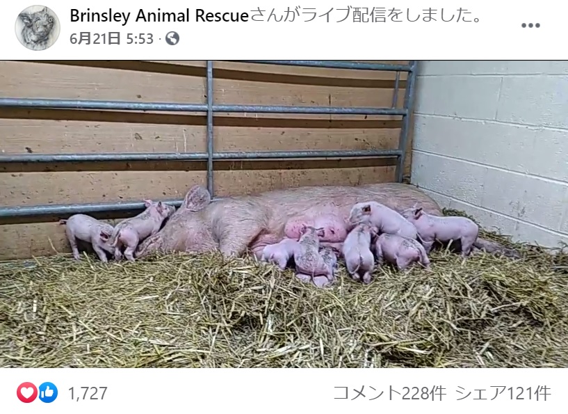 保護された後は安全な場所で子育てを続けている（画像は『Brinsley Animal Rescue　2021年6月21日付Facebook』のスクリーンショット）