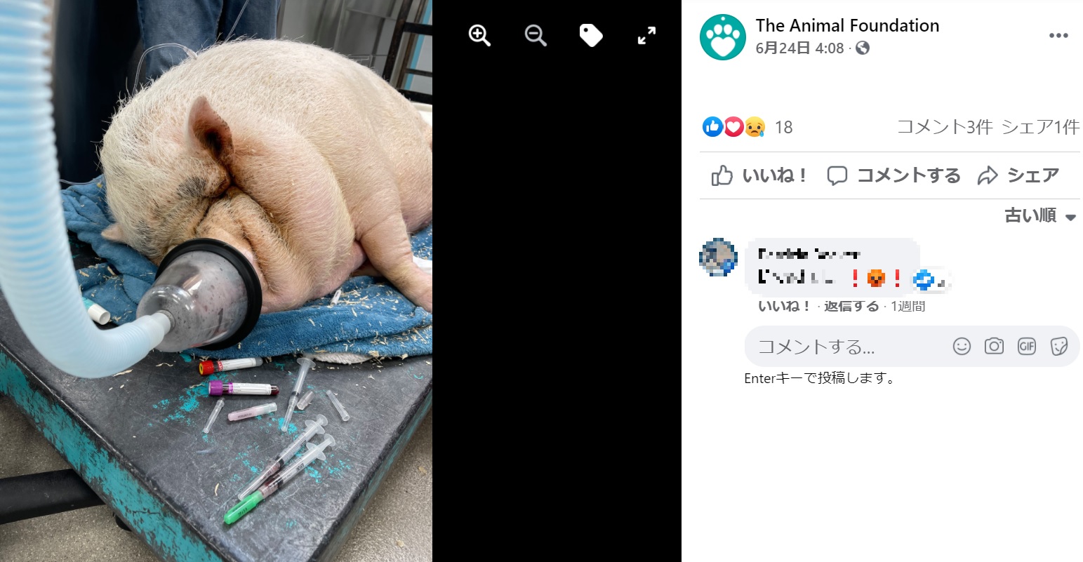 適切な治療を受ける“カップケーキ”（画像は『The Animal Foundation　2021年6月24日付Facebook「On a hot day in June, a Good Samaritan walked outside his home and found a potbelly pig in a large wire dog kennel.」』のスクリーンショット）