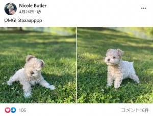 芝生に立つティーカップ（画像は『Nicole Butler　2021年4月26日付Facebook「OMG! Staaaapppp」』のスクリーンショット）