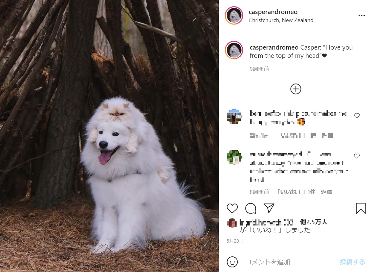 同じ白い体毛を持つロメオとキャスパー（画像は『Casper and Romeo　2021年5月20日付Instagram「Casper: “I love you from the top of my head”」』のスクリーンショット）