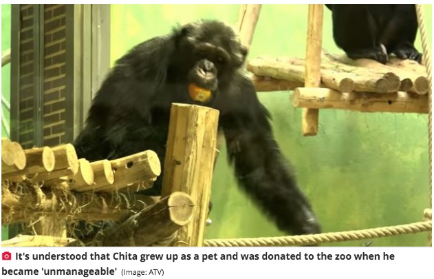 アディーさんと友情を育んでいたチンパンジーの“チタ”（画像は『The Daily Star　2021年8月26日付「Zoo bans woman who ‘loves’ chimp and blows kisses through enclosure during weekly visits」（Image: ATV）』のスクリーンショット）