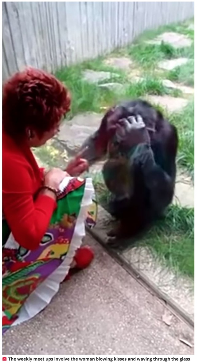 チンパンジーとガラス越しの触れ合いを楽しんでいた女性（画像は『The Daily Star　2021年8月26日付「Zoo bans woman who ‘loves’ chimp and blows kisses through enclosure during weekly visits」（Image: ATV）』のスクリーンショット）