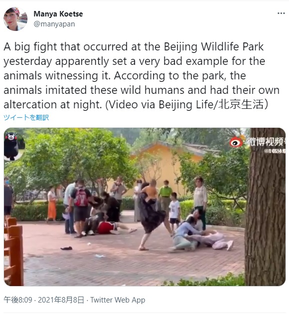 北京野生動物園で発生した大乱闘（画像は『Manya Koetse　2021年8月8日付Twitter「A big fight that occurred at the Beijing Wildlife Park yesterday apparently set a very bad example for the animals witnessing it.」』のスクリーンショット）