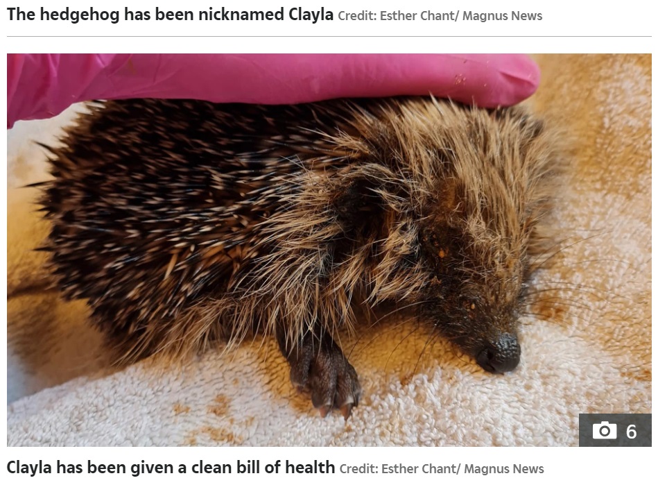 泥を落としてもらい一安心な様子（画像は『The Sun　2021年8月27日付「HEDGECLOG Hedgehog saved from sticky situation after getting totally encased in clay」（Credit: Esther Chant/ Magnus News）』のスクリーンショット）
