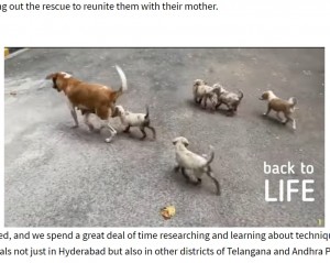 お礼をした後に親子で去っていった（画像は『Times Now　2021年8月19日付「Hyderabad animal activist group rescues 5 puppies trapped in manhole in 10-hour operation ［WATCH］」』のスクリーンショット）