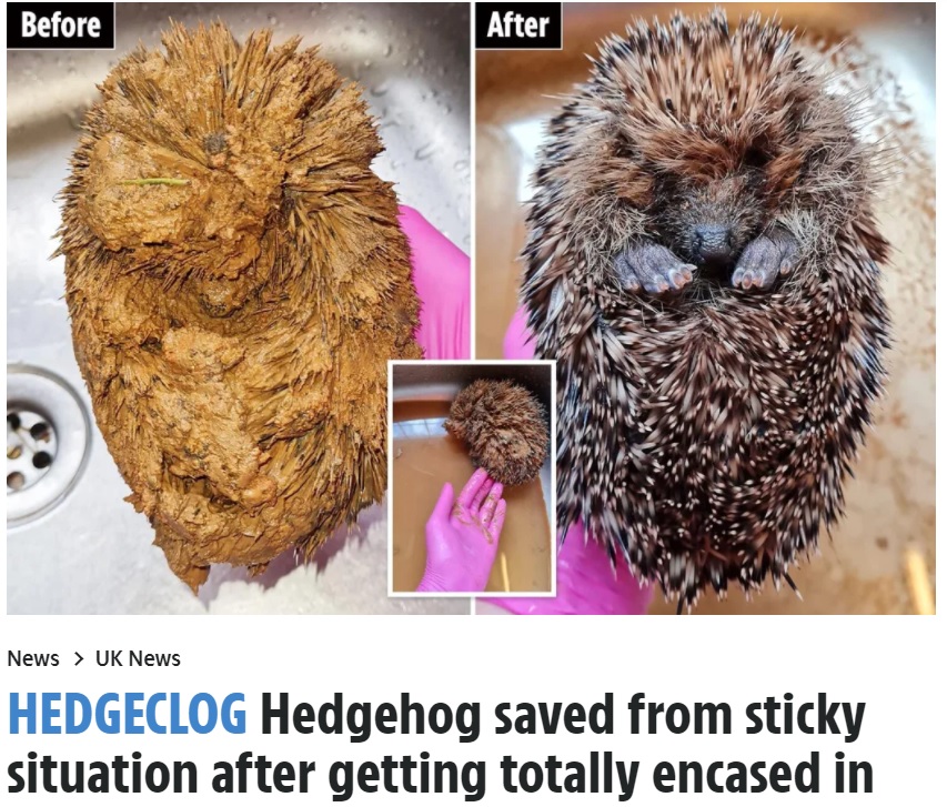 見事なビフォーアフターの姿（画像は『The Sun　2021年8月27日付「HEDGECLOG Hedgehog saved from sticky situation after getting totally encased in clay」』のスクリーンショット）