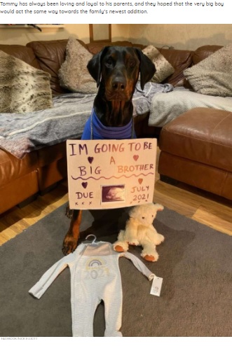 メイシーちゃんが誕生する前のトミー（画像は『The Dodo　2021年7月31日付「Camera Shows Dog Comforting Crying Baby Sister With His Favorite Toy」（FACEBOOK/NICK ELLIOTT）』のスクリーンショット）