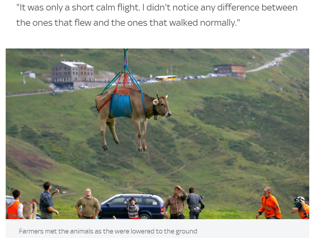 ヘリコプターに吊られて移動する牛（画像は『Sky.com　2021年8月27日付「Sound of Moosic: Swiss cows airlifted off mountain pastures ahead of annual parade」』のスクリーンショット）