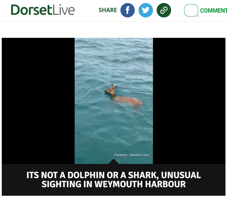 大海原で必死に泳ぎ続けていた鹿（画像は『Dorset Live　2021年8月17日付「Hero fisherman saves stranded deer from deep water at Weymouth Harbour」』のスクリーンショット）