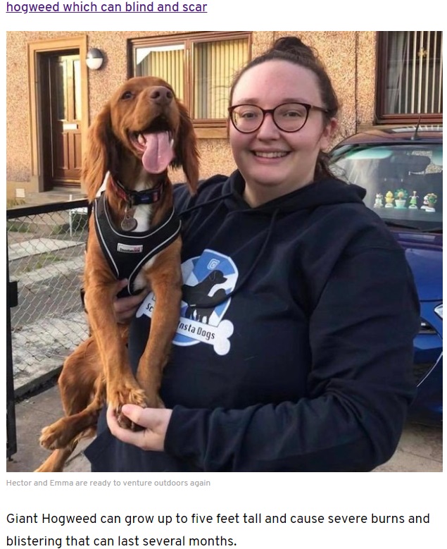 草むらから出てきた愛犬に異変が…（画像は『Edinburgh News　2021年8月3日付「Poor Hector: Cocker Spaniel left with horrifically swollen head after giant hogweed encounter in East Lothian」』のスクリーンショット）