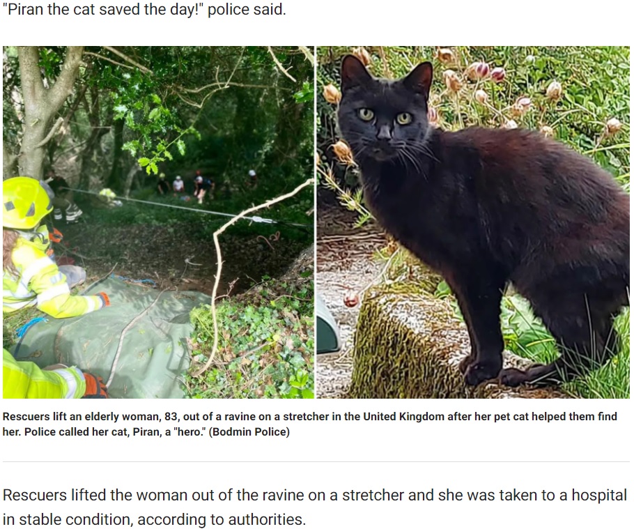 飼い主の危機に力の限り鳴き続けた黒猫（画像は『Fox News　2021年8月18日付「Cat’s meowing helps rescuers find owner, 83, who fell down a ravine」（Bodmin Police）』のスクリーンショット）