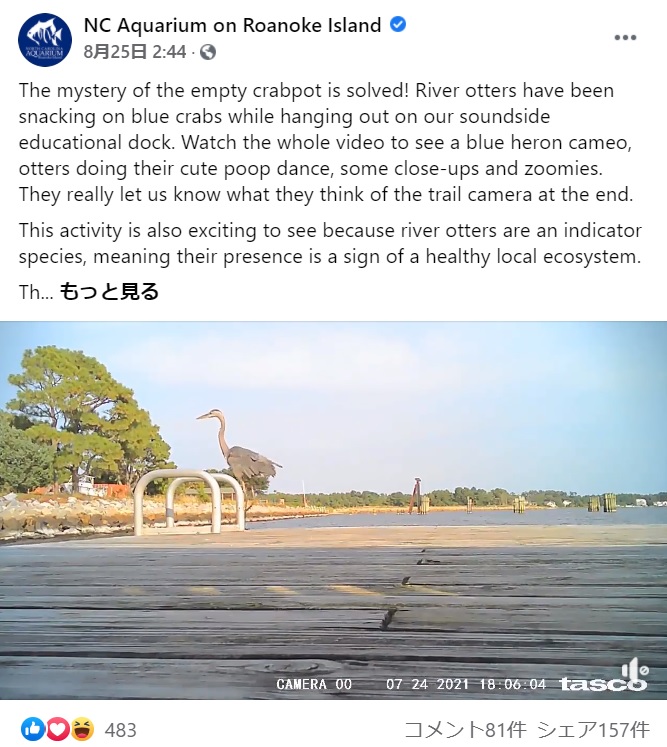 アオサギも現れ、野生動物の憩いの場となっていることも判明（画像は『NC Aquarium on Roanoke Island　2021年8月25日付Facebook「The mystery of the empty crabpot is solved!」』のスクリーンショット）