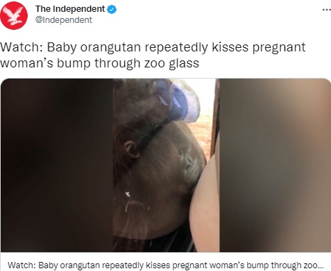 ガラス越しにキスする赤ちゃんオランウータン（画像は『The Independent　2021年8月20日付Twitter「Watch: Baby orangutan repeatedly kisses pregnant woman’s bump through zoo glass」』のスクリーンショット）