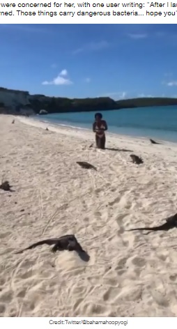 ビーチには多数のイグアナの姿が（画像は『LADbible　2021年8月22日付「Woman Bitten By Iguana On Beach While Doing Yoga Pose」（Credit: Twitter/＠bahamahoopyogi）』のスクリーンショット）