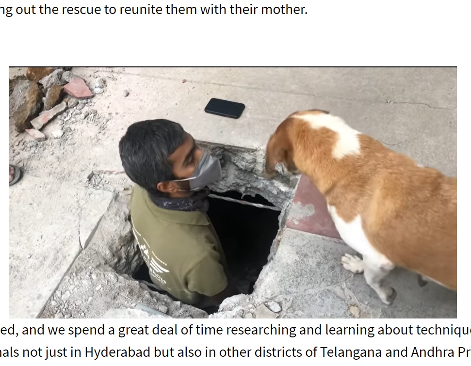 救助の様子を近くで見守る母犬（画像は『Times Now　2021年8月19日付「Hyderabad animal activist group rescues 5 puppies trapped in manhole in 10-hour operation ［WATCH］」』のスクリーンショット）