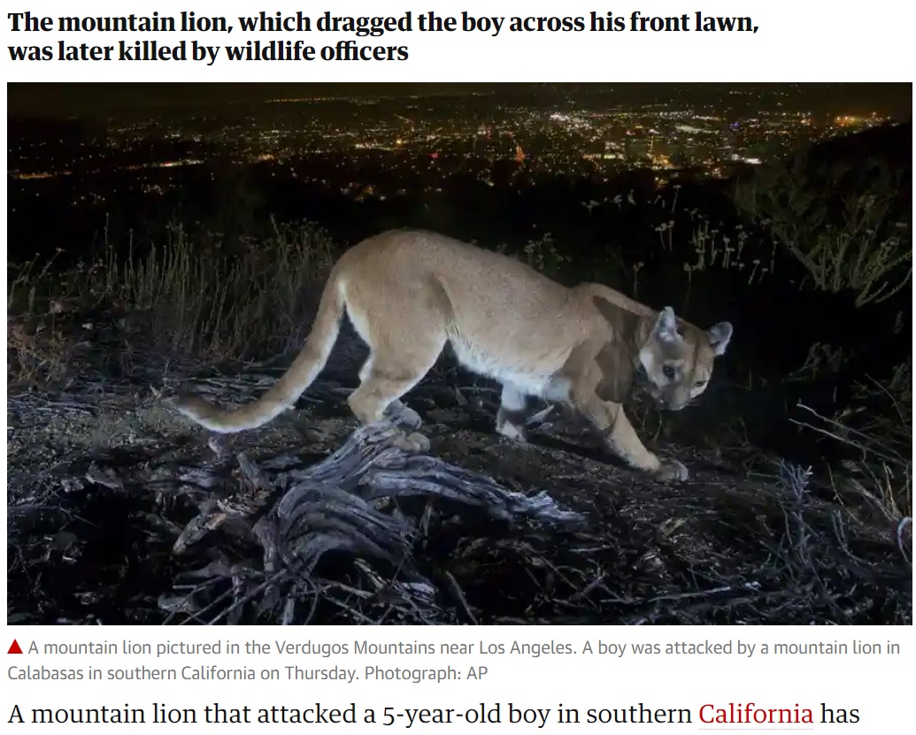 庭で遊んでいた5歳男児をピューマが襲う（画像は『The Guardian　2021年8月29日付「California: mother fights off mountain lion with bare hands to save 5-year-old son」（Photograph: AP）』のスクリーンショット）