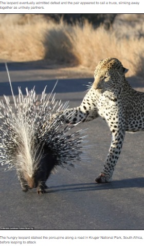 ヤマアラシを狙うヒョウ（画像は『HCA Barbieri News　2021年8月25日付「A VERY prickly customer! Leopard left with quills sticking out of its paws after hunting porcupine」』のスクリーンショット）