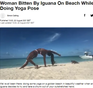 ヨガをする女性に近づくイグアナ（画像は『LADbible　2021年8月22日付「Woman Bitten By Iguana On Beach While Doing Yoga Pose」（Credit: Twitter/＠bahamahoopyogi）』のスクリーンショット）