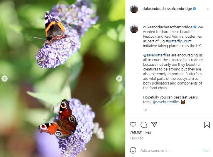 ライラックにとまったアカタテハ（上）とクジャクチョウ（画像は『Duke and Duchess of Cambridge　2021年8月7日付Instagram「We wanted to share these beautiful Peacock and Red Admiral butterflies as part of Big ＃ButterflyCount initiative taking place across the UK.」』のスクリーンショット）