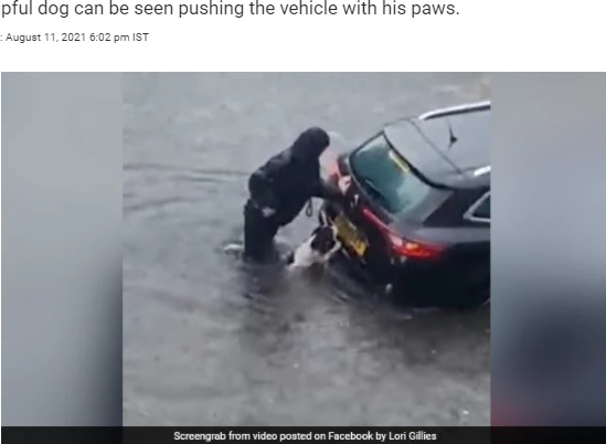 浸水した車を後ろから押す犬（画像は『NDTV.com　2021年8月11日付「Watch: Dog Helps Woman Push Car Out Of Flooded Road In Heartwarming Video」（Image: Supplied）』のスクリーンショット）
