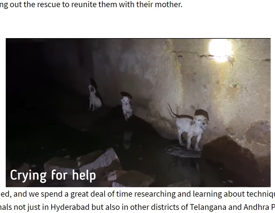 広い下水道で助けを求めて鳴く子犬たち（画像は『Times Now　2021年8月19日付「Hyderabad animal activist group rescues 5 puppies trapped in manhole in 10-hour operation ［WATCH］」』のスクリーンショット）