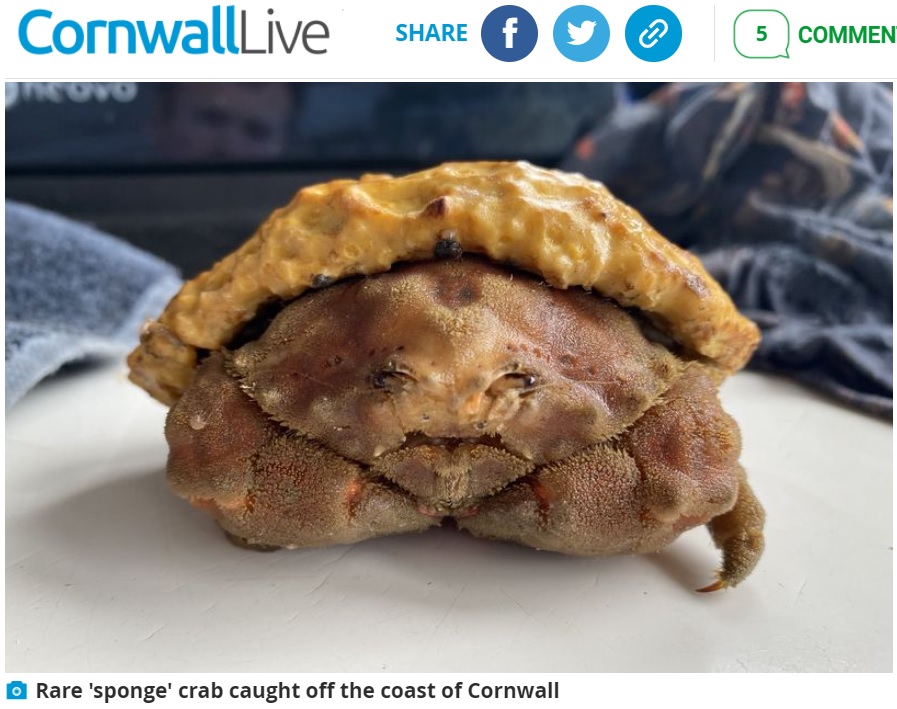 甲羅の上に海綿を張り付けた不思議なカニ（画像は『Cornwall Live　2021年8月20日付「Crab that looks just like a pasty found off coast of Cornwall」』のスクリーンショット）