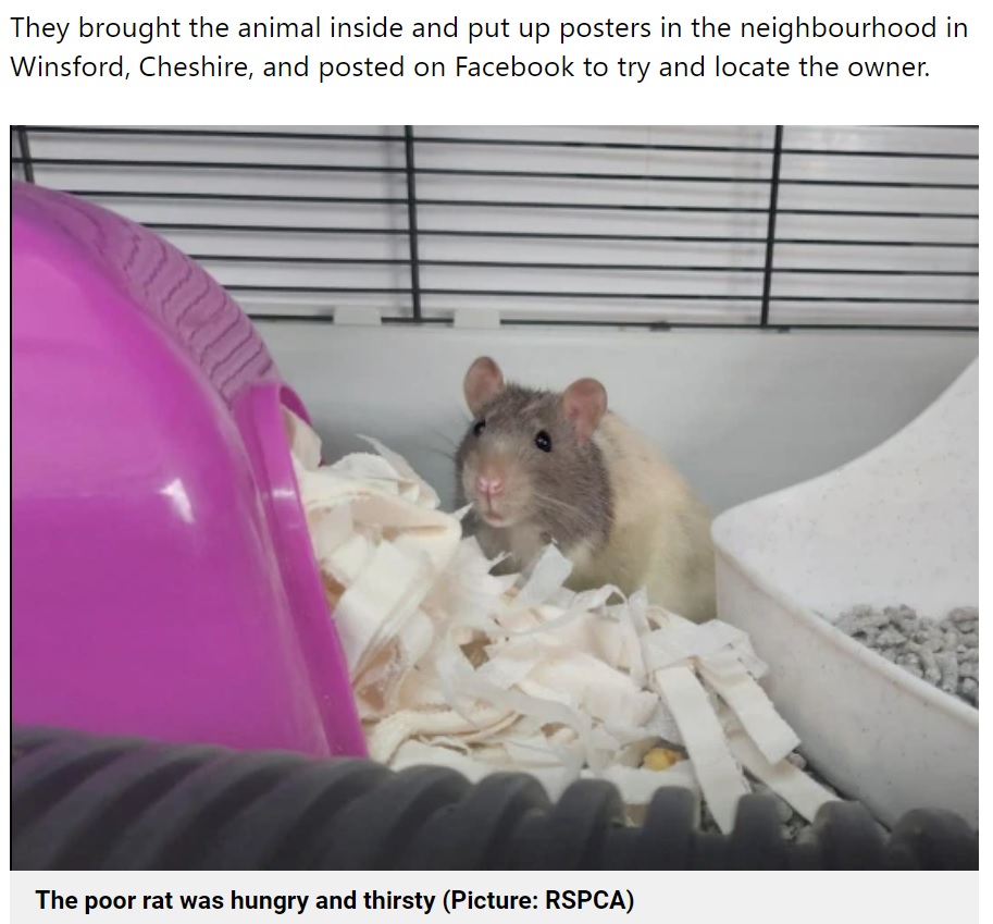 猫用ドアをノックしていたのは、お腹を空かせたネズミだった（画像は『Metro　2021年8月23日付「Rat caught sneaking through cat flap is rescued and named Prince Charming」（Picture: RSPCA）』のスクリーンショット）