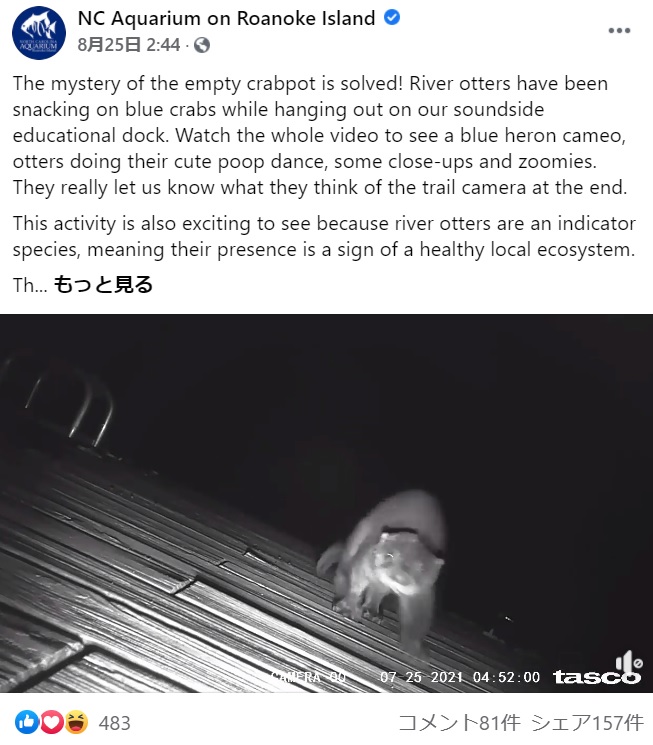 カメラの前に姿を現したカニ泥棒（画像は『NC Aquarium on Roanoke Island　2021年8月25日付Facebook「The mystery of the empty crabpot is solved!」』のスクリーンショット）