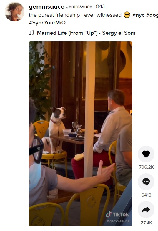 飼い主と向かい合って行儀よく座る犬（画像は『gemmsauce　2021年8月13日付TikTok「the purest friendship i ever witnessed」』のスクリーンショット）