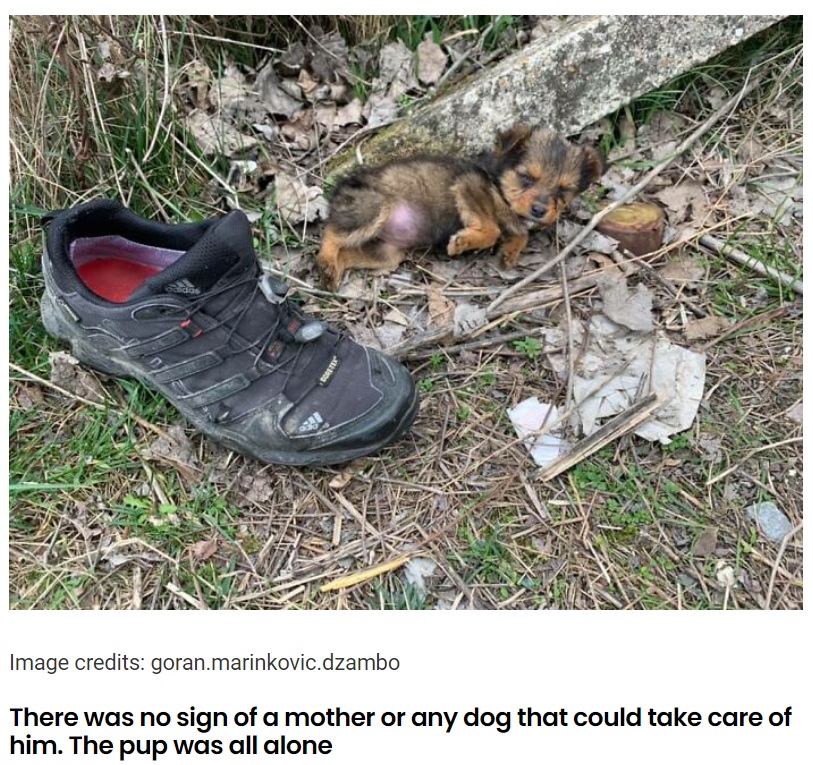 古びた靴を寝床にして寒さから身を守っていた子犬（画像は『yFunny　2021年8月16日付「Man Saved An Abandoned Pup That He Found Living In A Shoe」（Image credits: goran.marinkovic.dzambo）』のスクリーンショット）