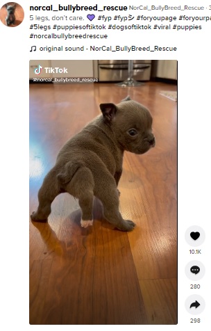 歩き始めたシャネル（画像は『NorCal_BullyBreed_Rescue　2021年8月26日付TikTok「5 legs, don’t care.」』のスクリーンショット）