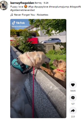 毎日ガールフレンドと会うのを楽しみにしている犬（画像は『Barney　2021年5月26日付TikTok「Puppy love」』のスクリーンショット）