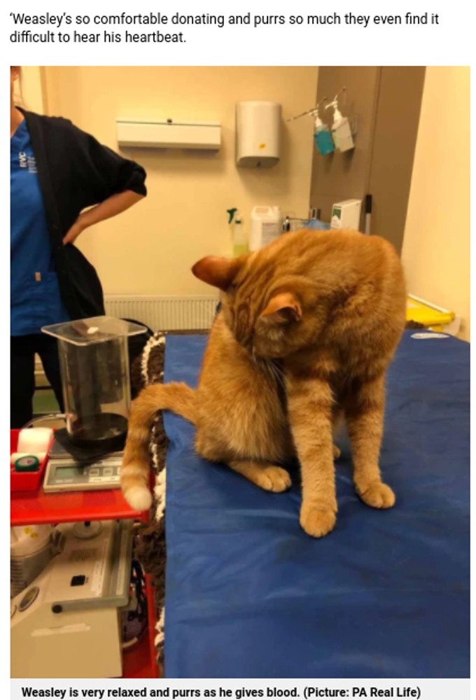 定期的に献血に協力している猫のウィーズリー（画像は『Metro　2021年9月28日付「Hero cat and dog are regular blood donors to help other pets in need」（Picture: PA Real Life）』のスクリーンショット）