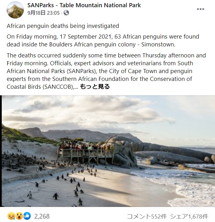 南アフリカのビーチでペンギンが大量死（画像は『SANParks - Table Mountain National Park　2021年9月18日付Facebook「African penguin deaths being investigated」』のスクリーンショット）